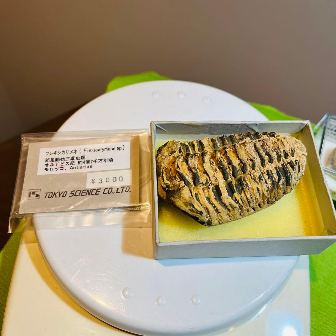 化石 まとめ売り　三葉虫　貝　シダ　ウニ　アンモナイト