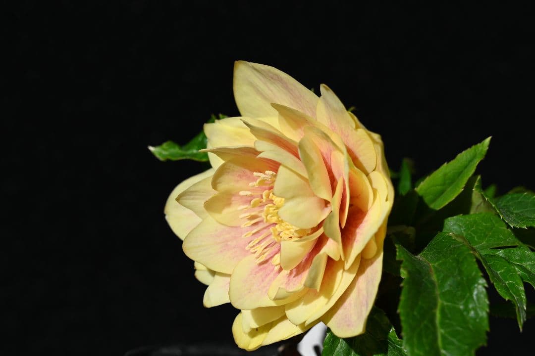 クリスマスローズ　認定プリマヴェーラゴールド上品タイプ　加藤農園