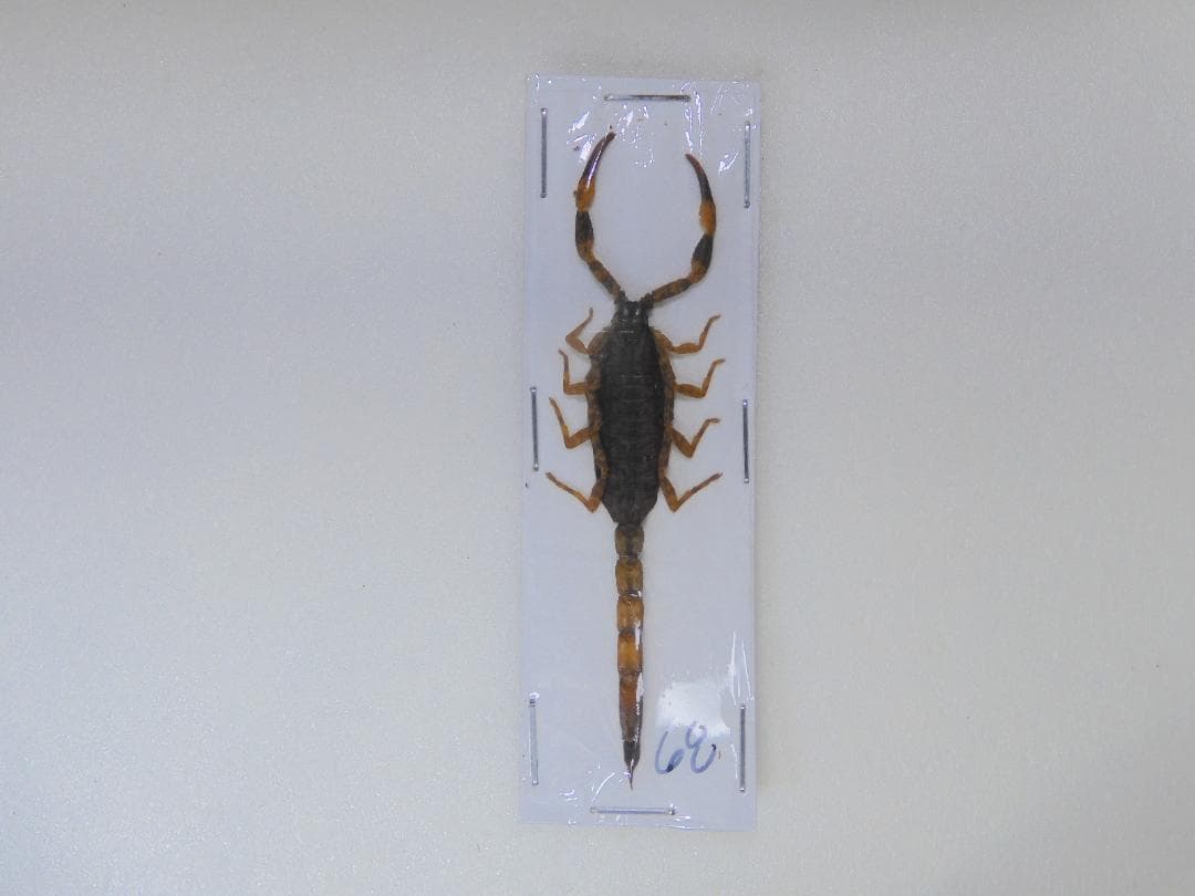 そばぼうろ様 リクエスト 9点 まとめ商品