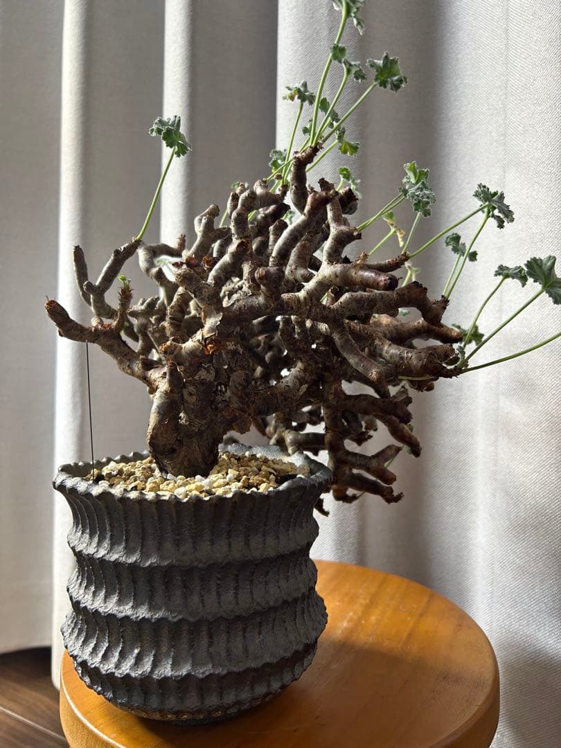 超良型ペラルゴニウムミラビレ パキポディウム 現地球 発根済パキプス陶器鉢