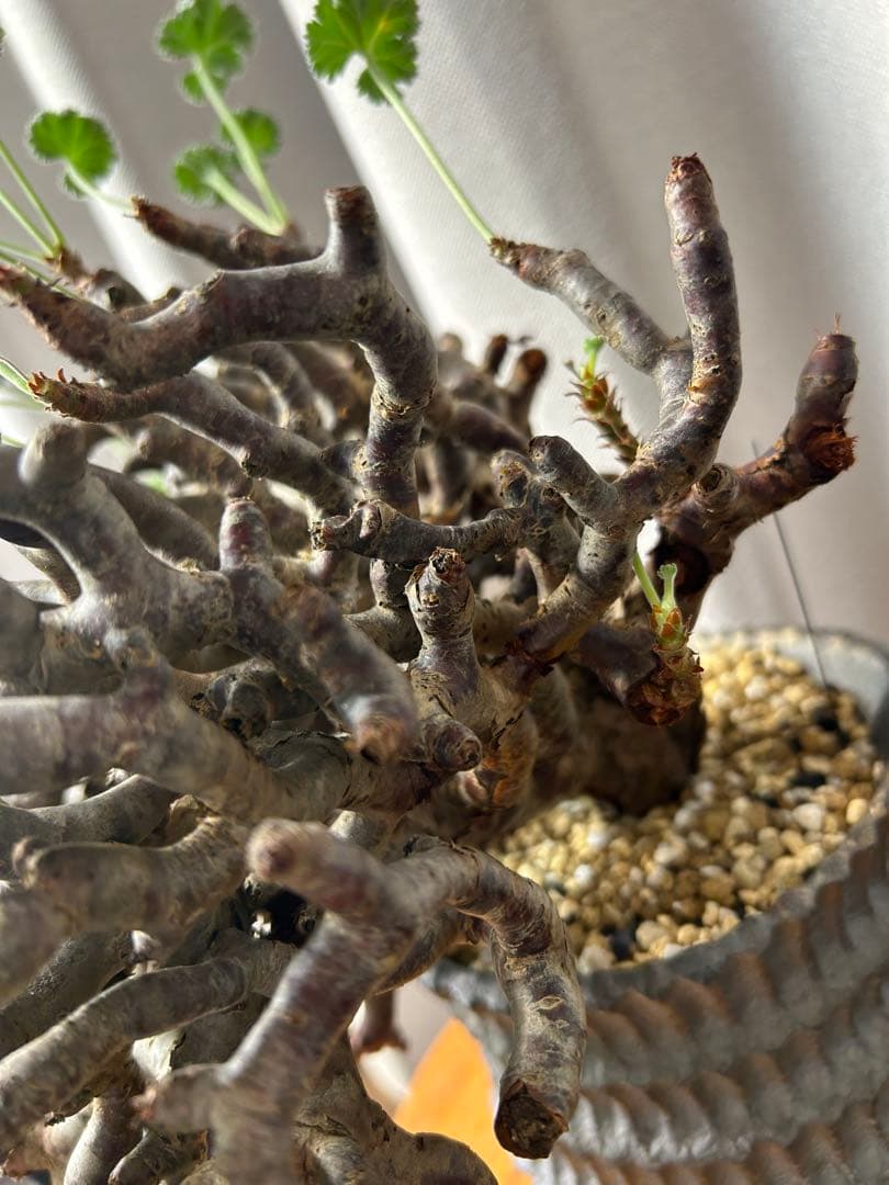 超良型ペラルゴニウムミラビレ パキポディウム 現地球 発根済パキプス陶器鉢