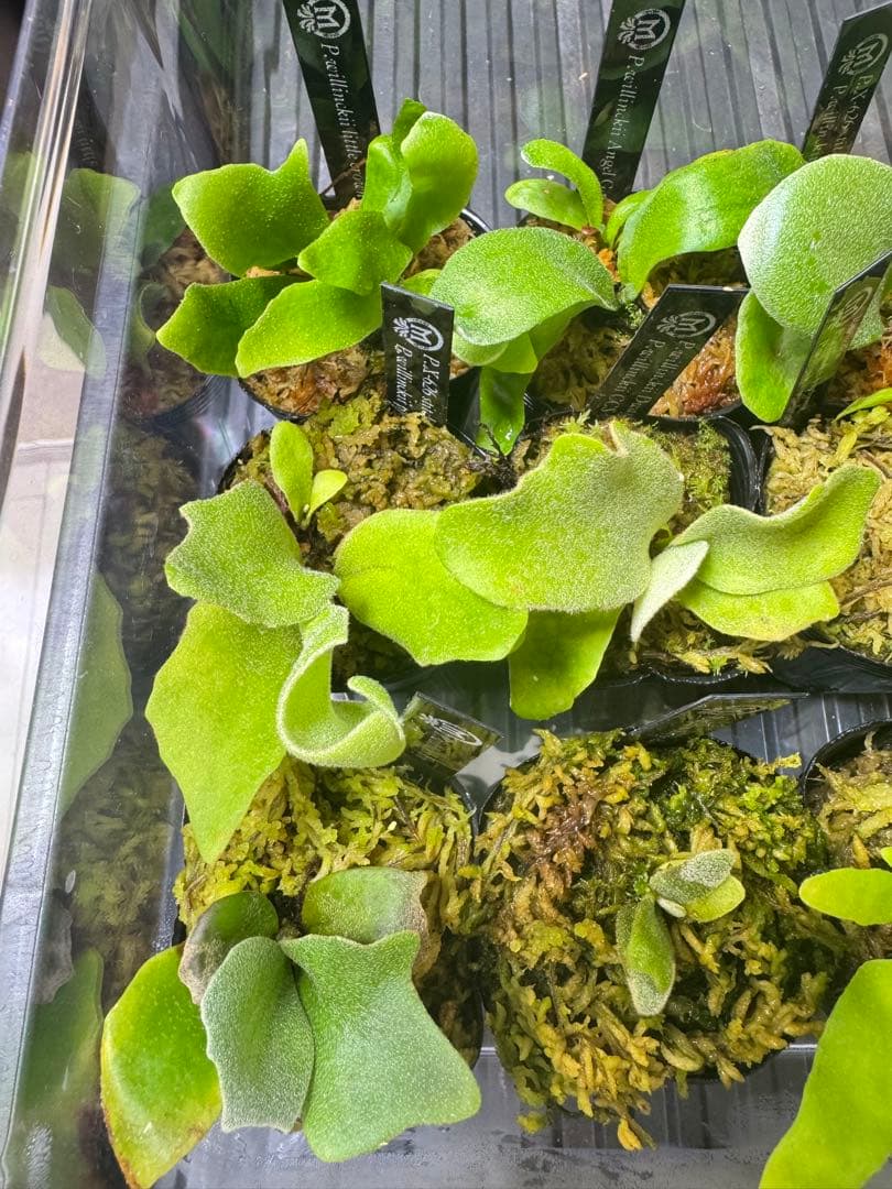 ビカクシダ 15種