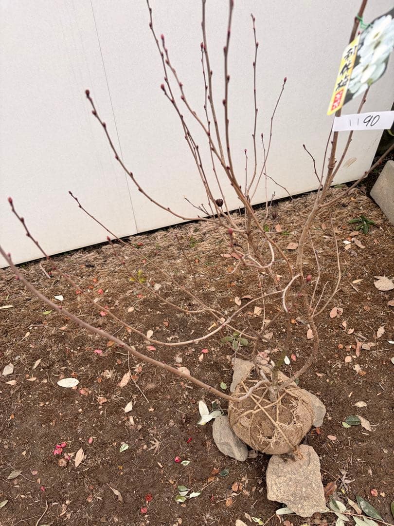 リキュウバイ /90