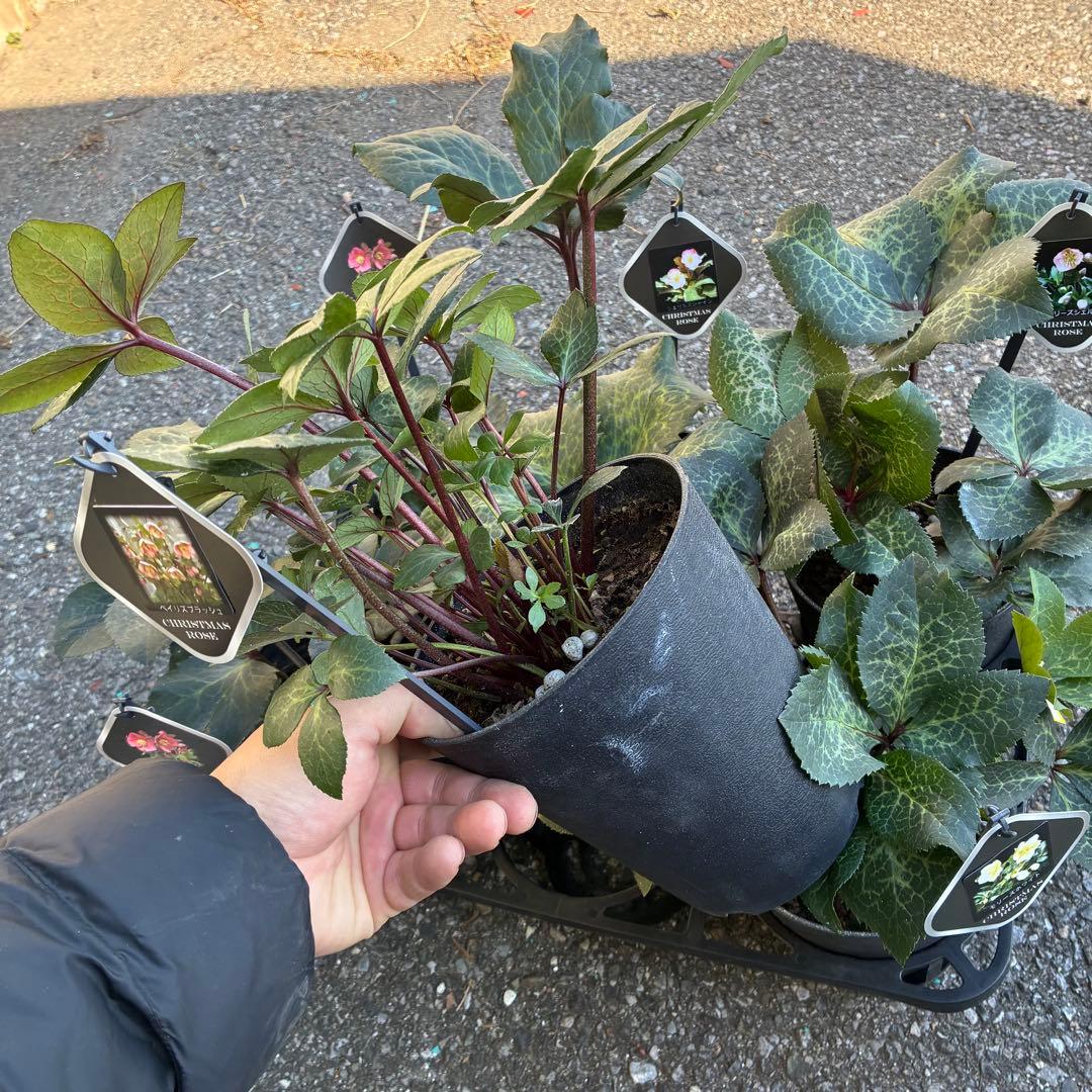 クリスマスローズ6鉢MIX アンナズレッドなど　蕾なし