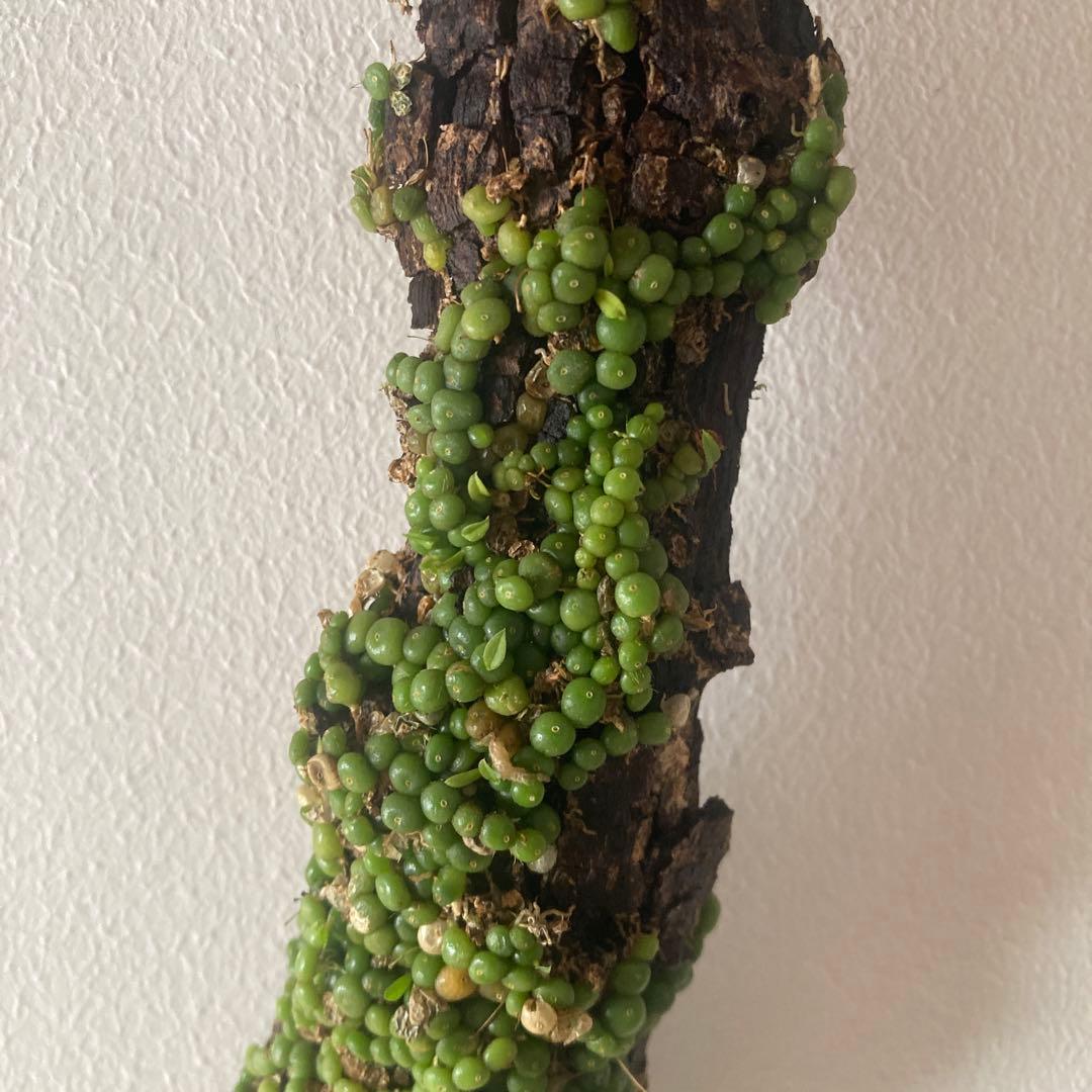 Bulb moniliforme ぶつぶつミニチュアオーキッド珍奇植物エクアドル