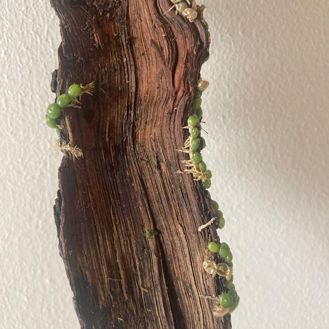 Bulb moniliforme ぶつぶつミニチュアオーキッド珍奇植物エクアドル