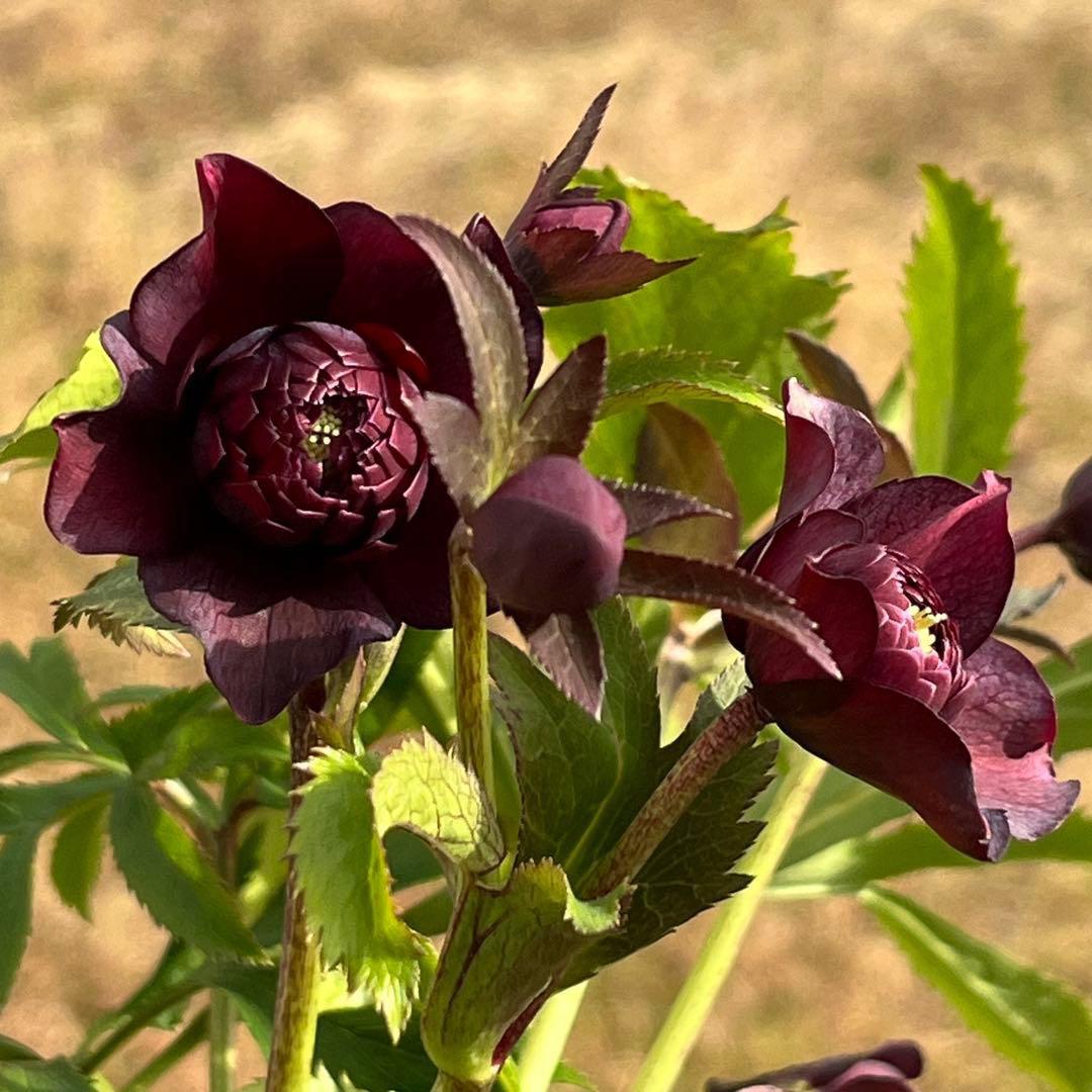 も*子様 ❤️根充実❤️逞しい新芽元気株❤️3207⭐️小輪⭐️スレート⭐️コン