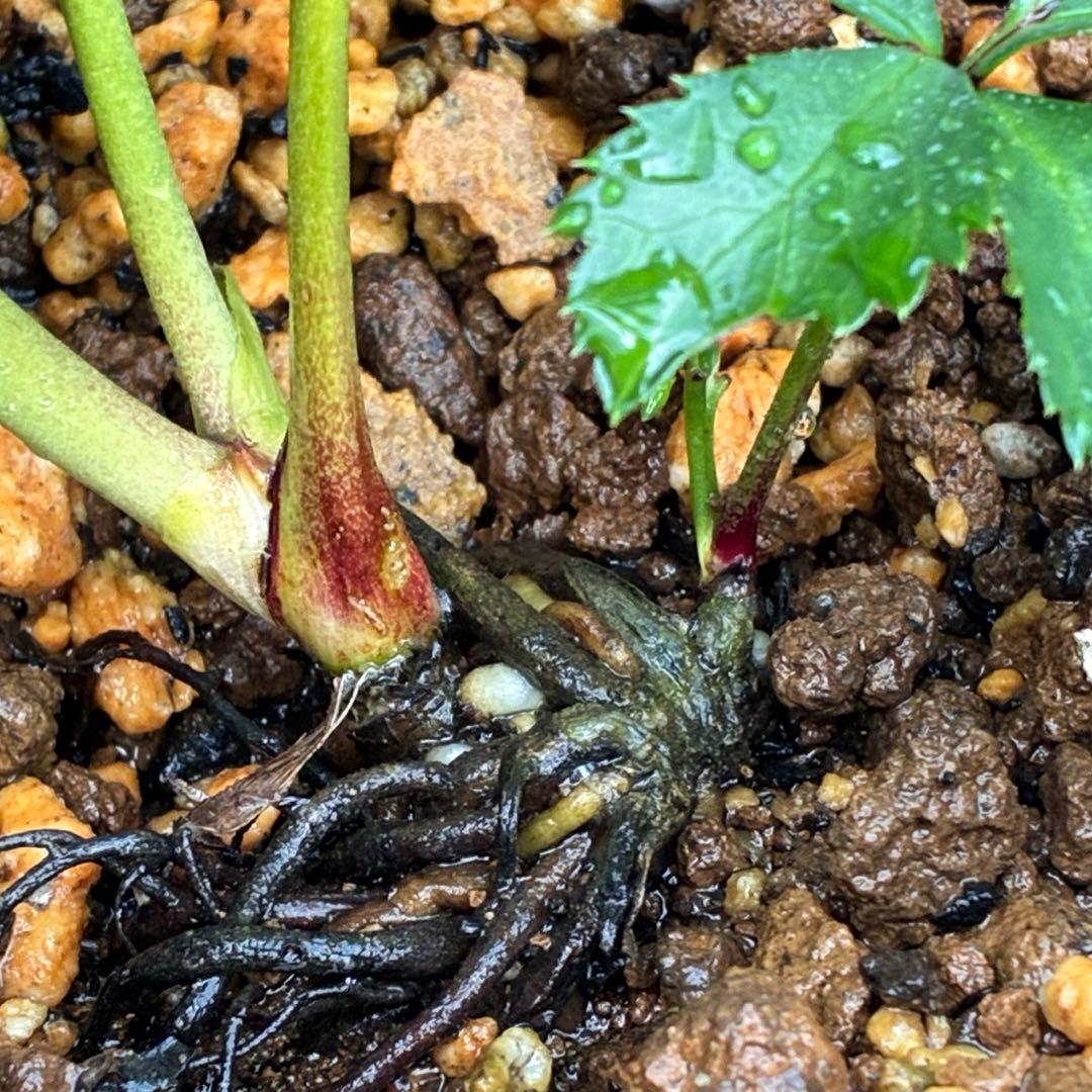 も*子様 ❤️根充実❤️逞しい新芽元気株❤️3207⭐️小輪⭐️スレート⭐️コン