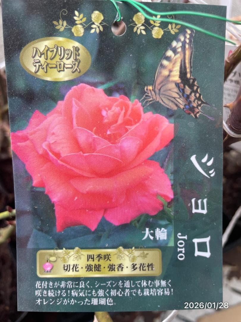 四季咲き　バラ　15株