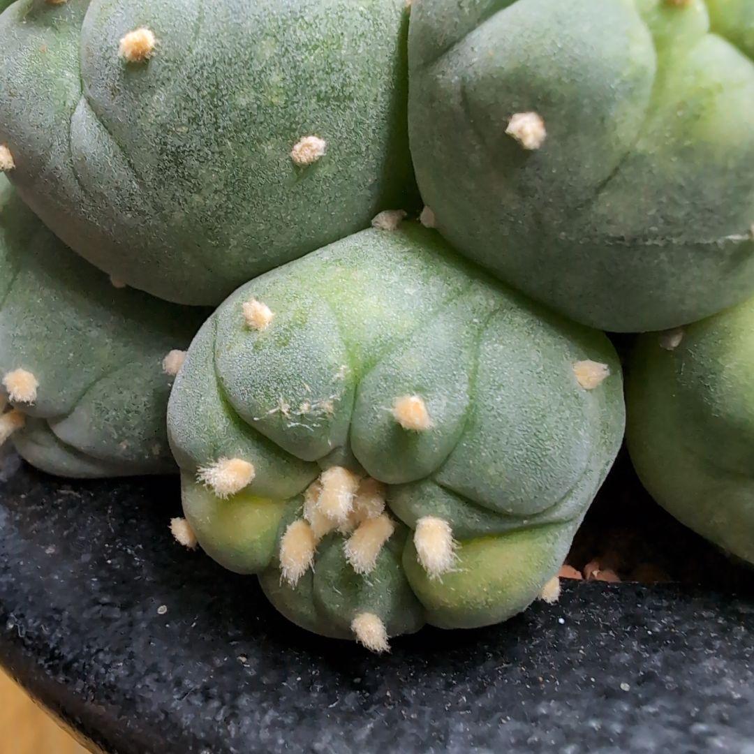 はたく　谷田貝　赤花銀冠玉錦　かき仔2個