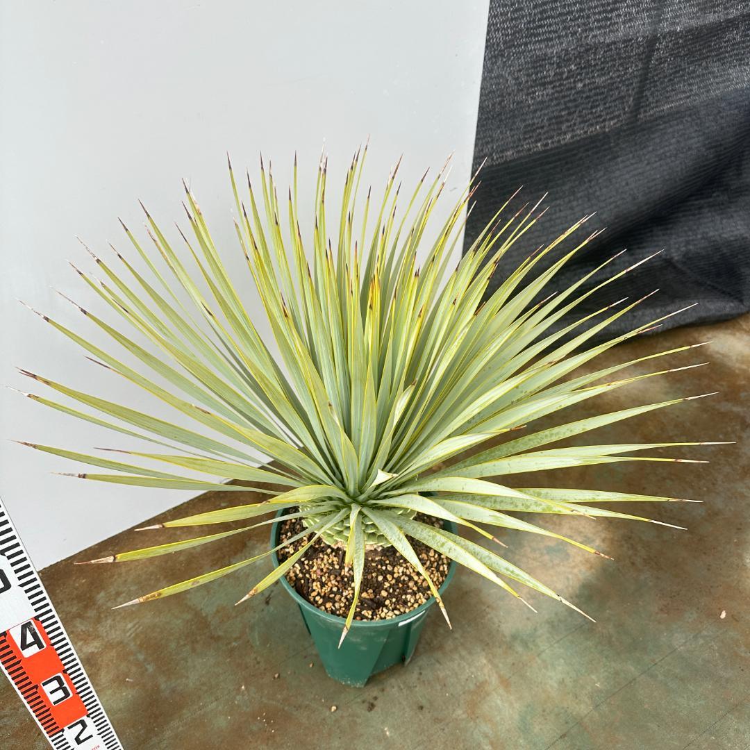 ユッカ　ロストラータ【24-664】超美形　シルバーブルー