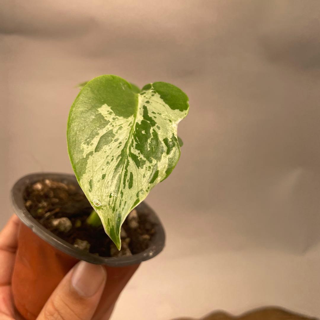 六*ん様 a31品種保証！斑入り保証！Bulbasaurモンステラ バルバソー