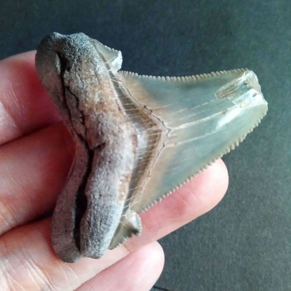 サメの歯化石　アングスティデンス　USA産　特大　希少種　極美麗