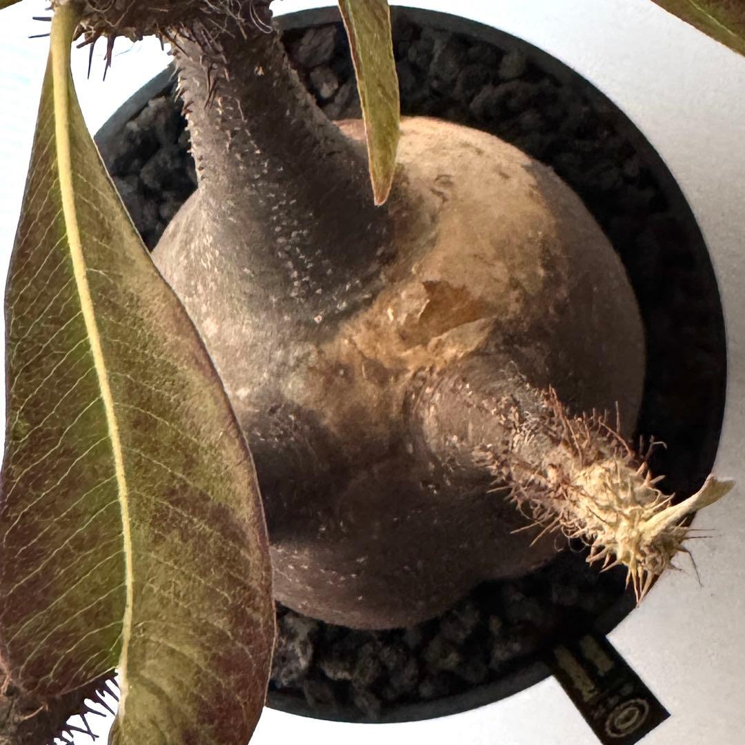 PG21 パキポディウム グラキリス 現地球 発根済