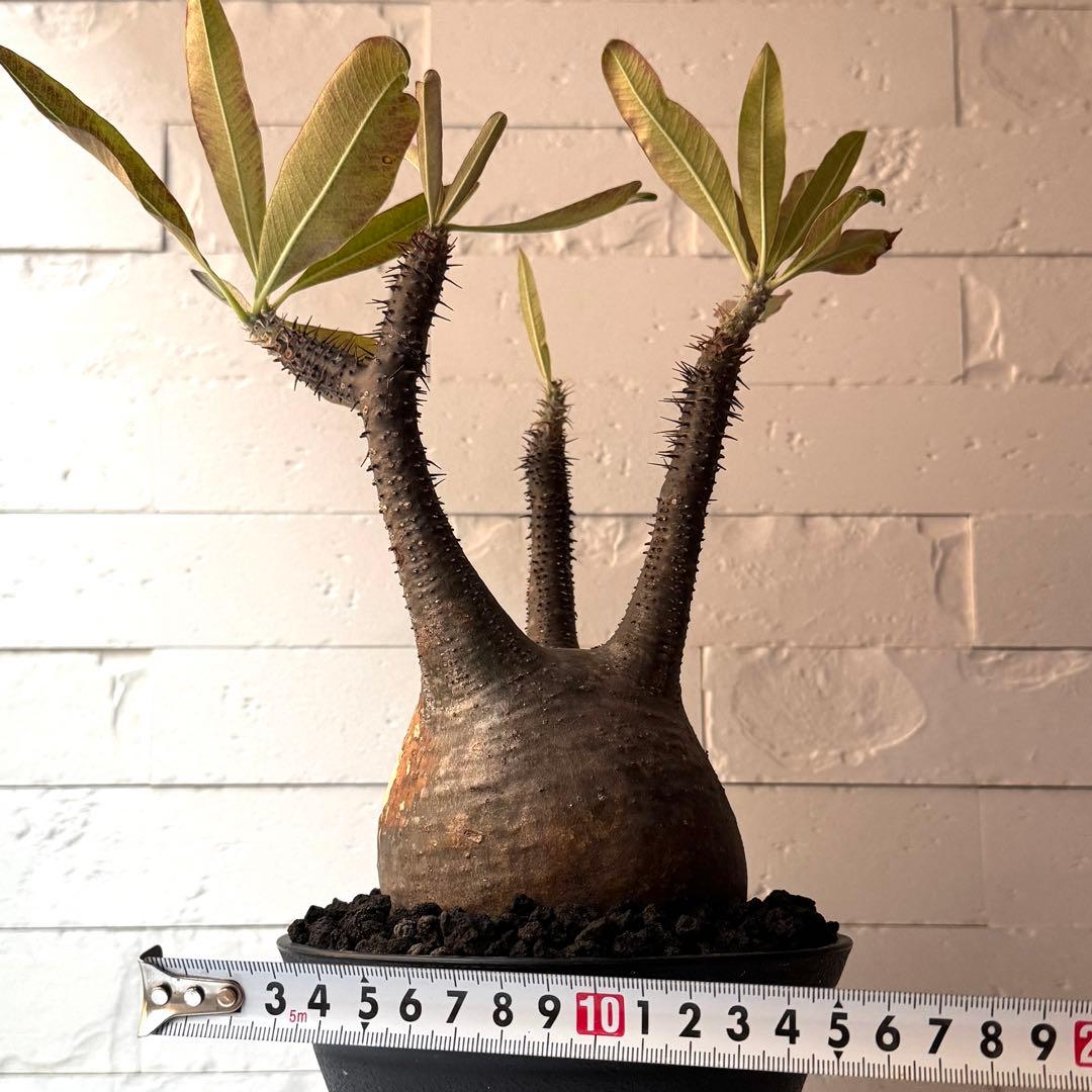 PG21 パキポディウム グラキリス 現地球 発根済