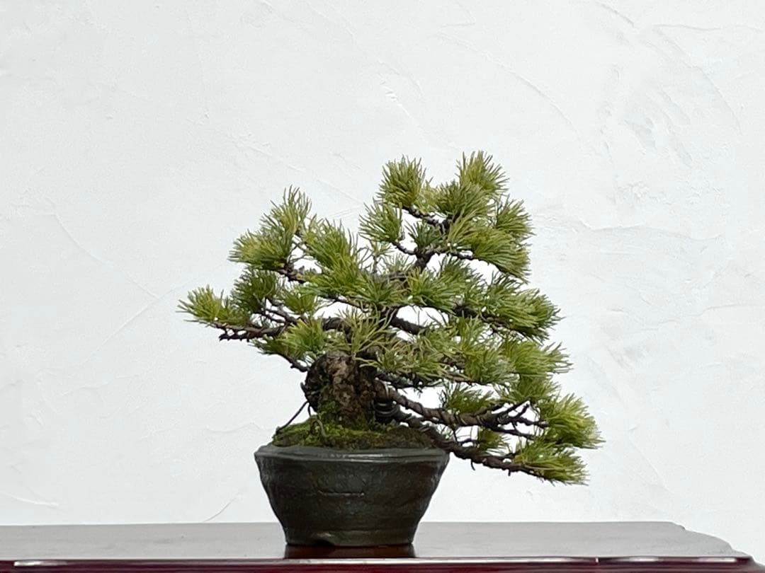 三河盆栽　石鎚五葉松　盆栽　松泉鉢