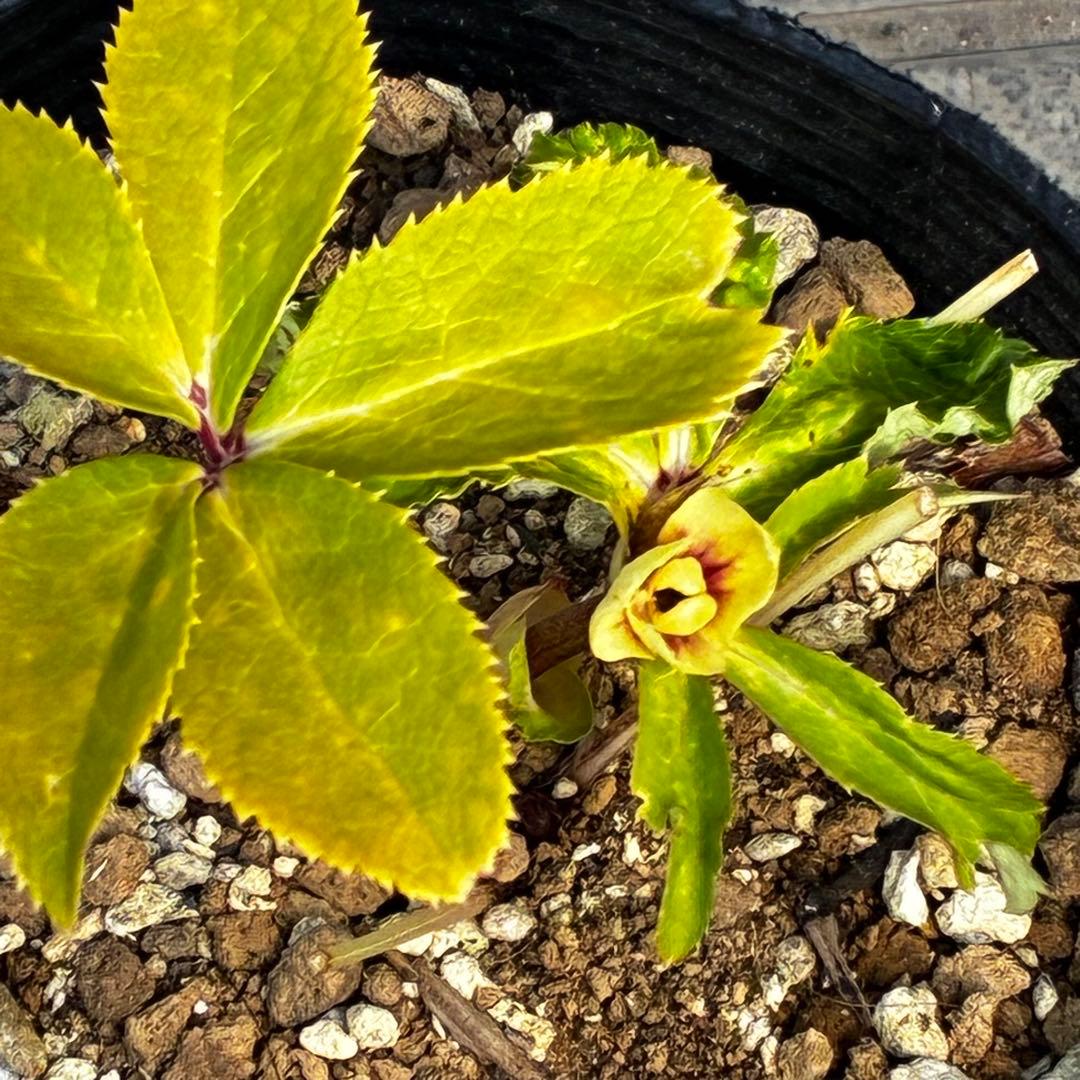 r*o様 3490☘️蕾花付き☘️極上☘️⭐️小輪⭐️ ハートSD⭐️オーレア⭐