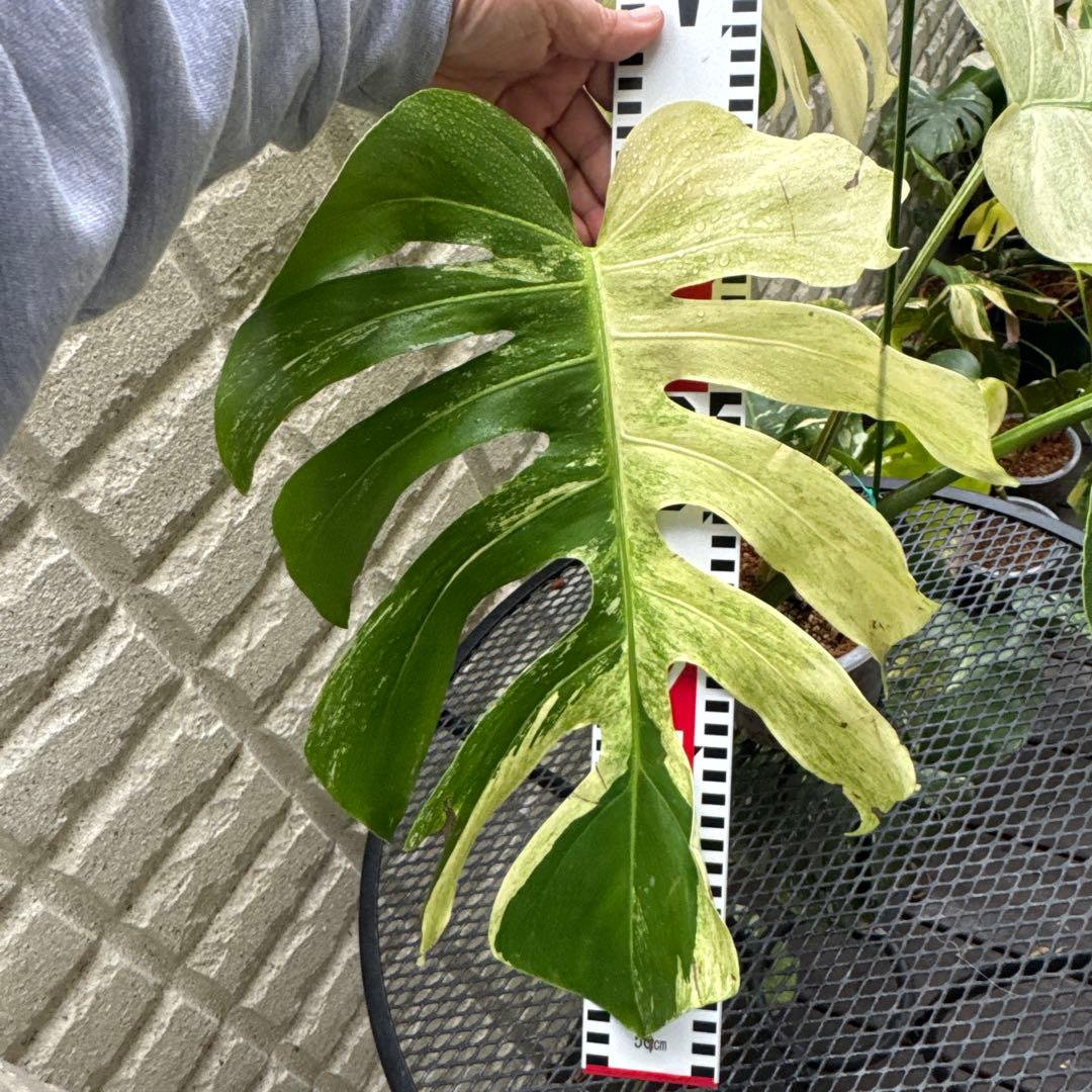 ＊モンステラ＊ミント＊Monstera＊Mint＊