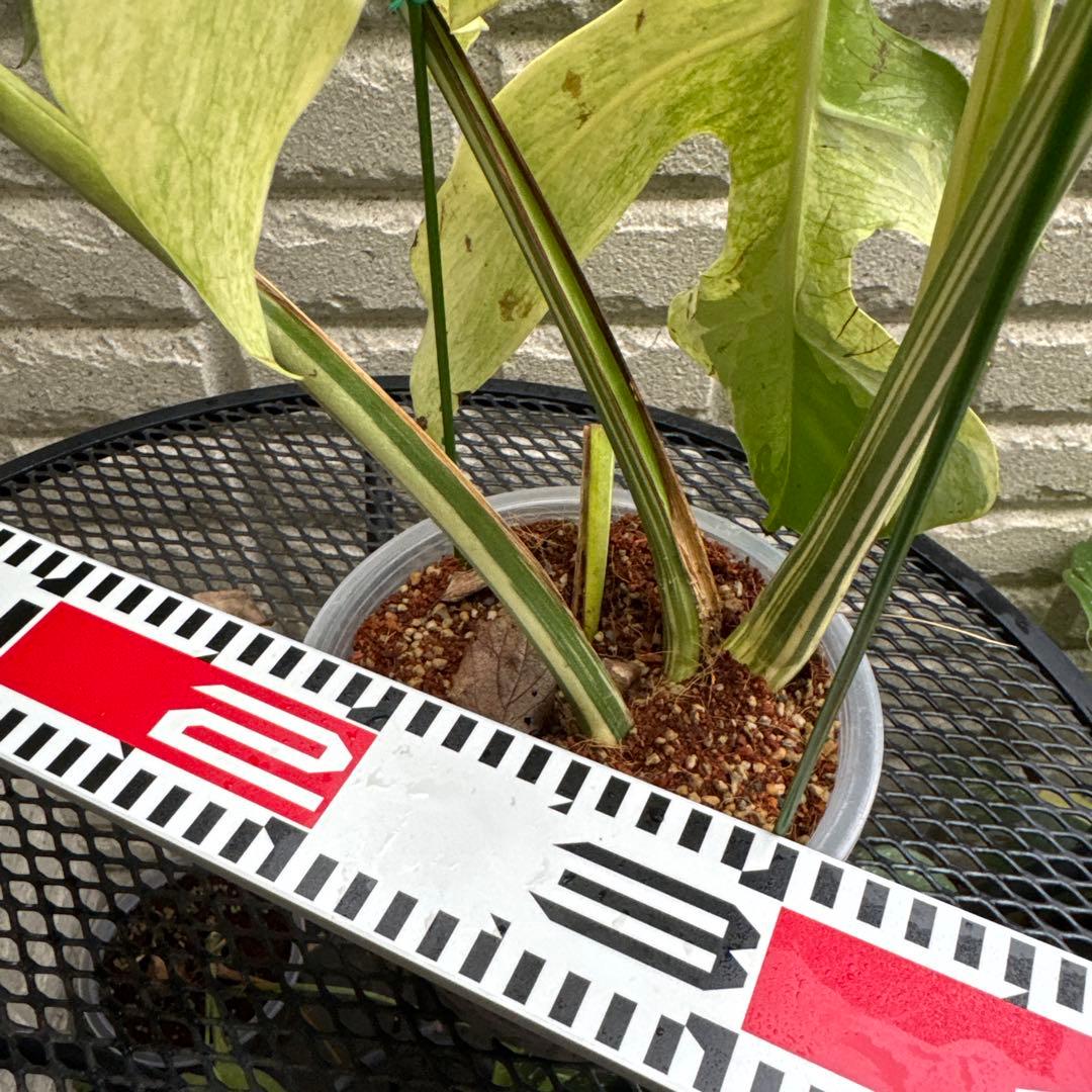 ＊モンステラ＊ミント＊Monstera＊Mint＊