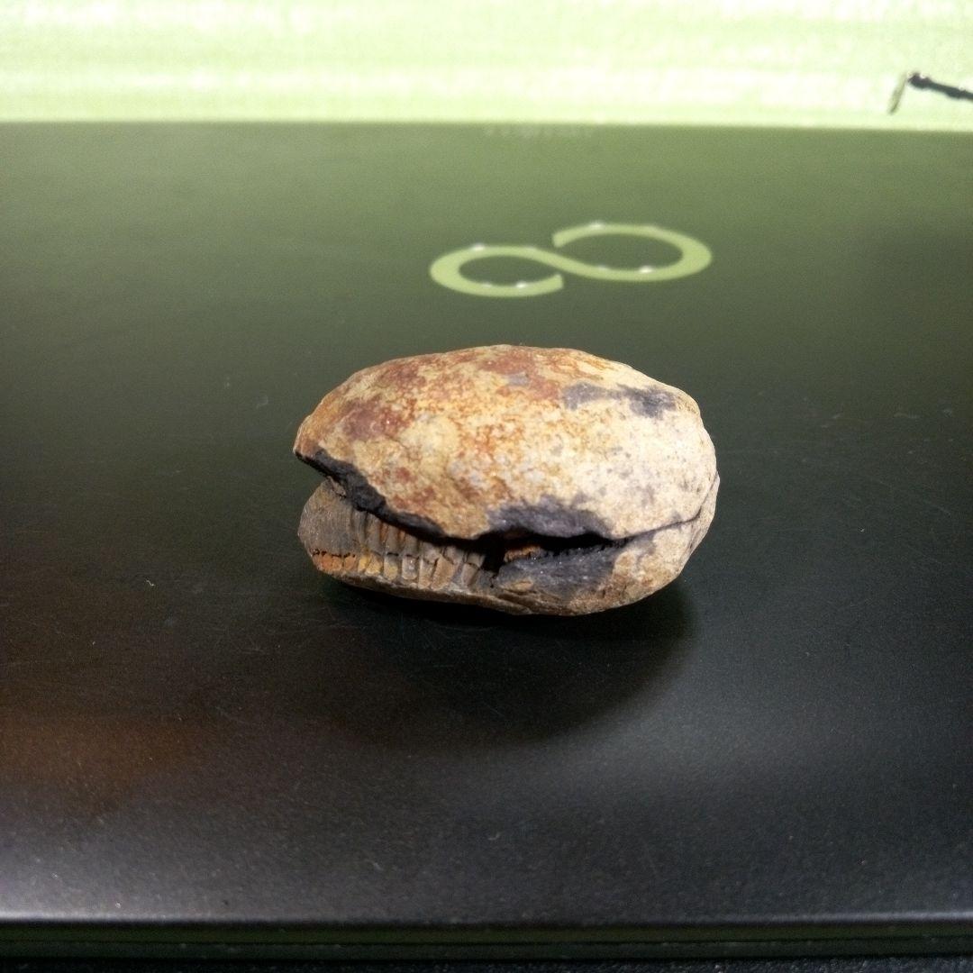 三葉虫　化石　fossil　ボリビア産　trilobite　ノジュール管理⑦