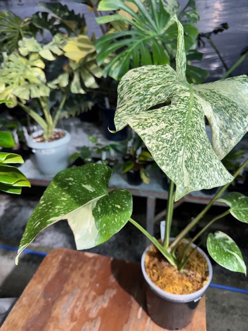 S*u様 T19モンステラ　タイコンステレーション　スターライト