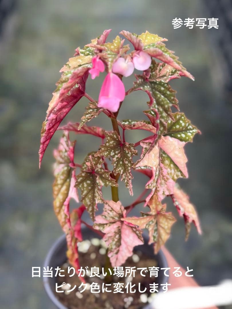 R*9様 10 ベゴニア　イズモノキラボシ　斑入り　ピンク斑に変化　激激レア　日
