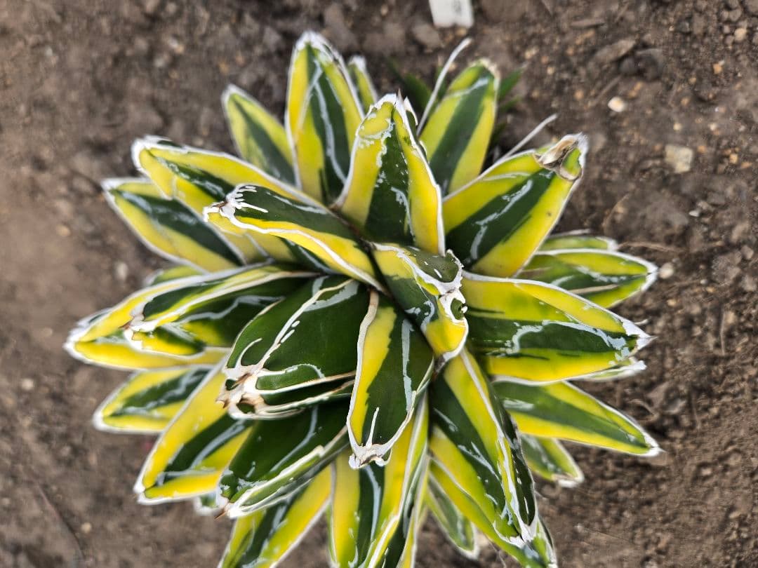 笹の雪　ダルマ輝山