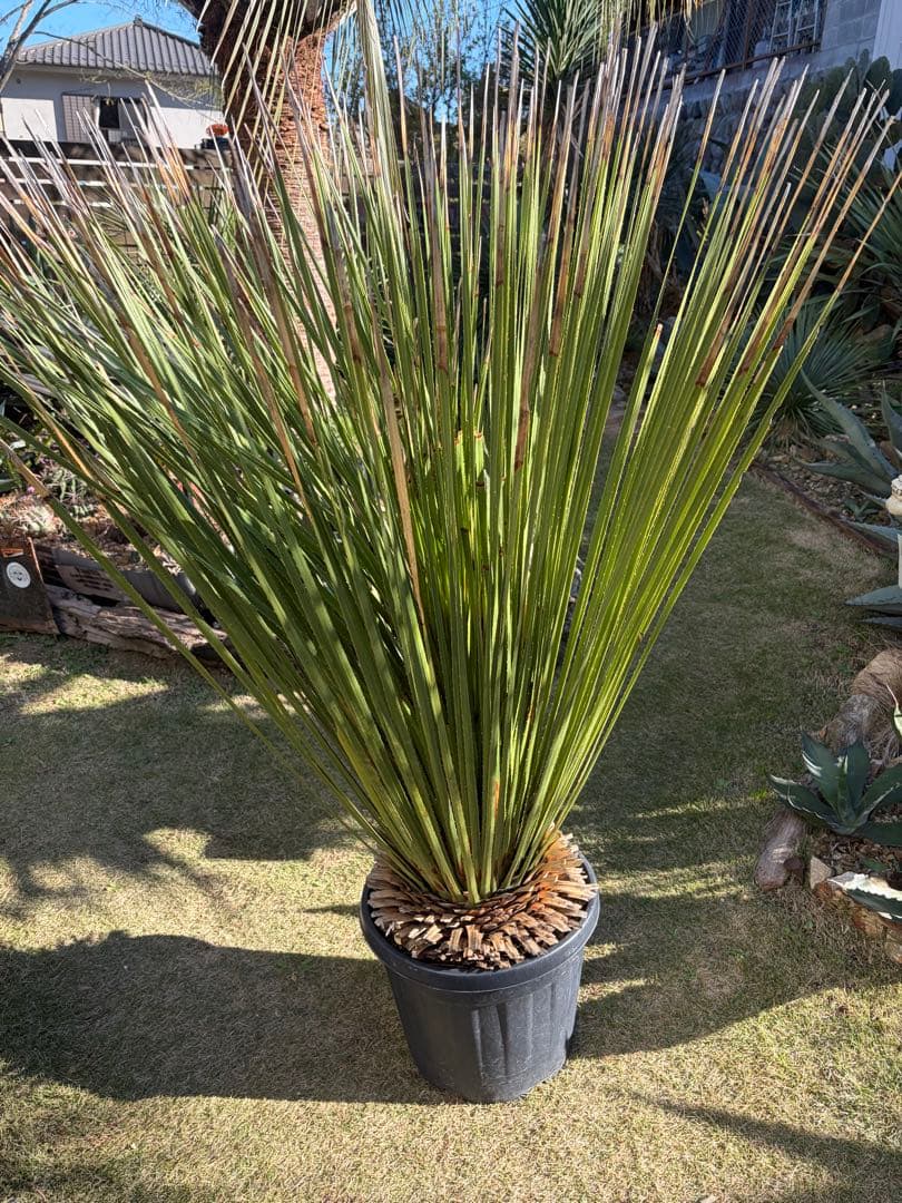 極耐寒性ダシリリオン　ミキワネンシス大株◇ドライガーデン多肉サボテン島アガベ南国