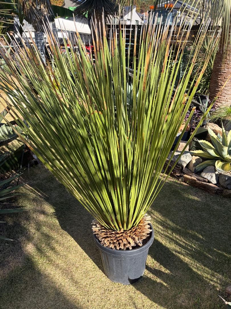 極耐寒性ダシリリオン　ミキワネンシス大株◇ドライガーデン多肉サボテン島アガベ南国