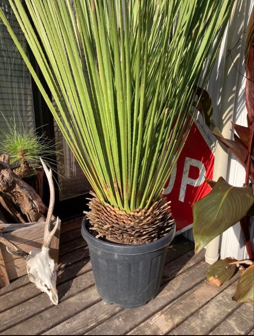 極耐寒性ダシリリオン　ミキワネンシス大株◇ドライガーデン多肉サボテン島アガベ南国