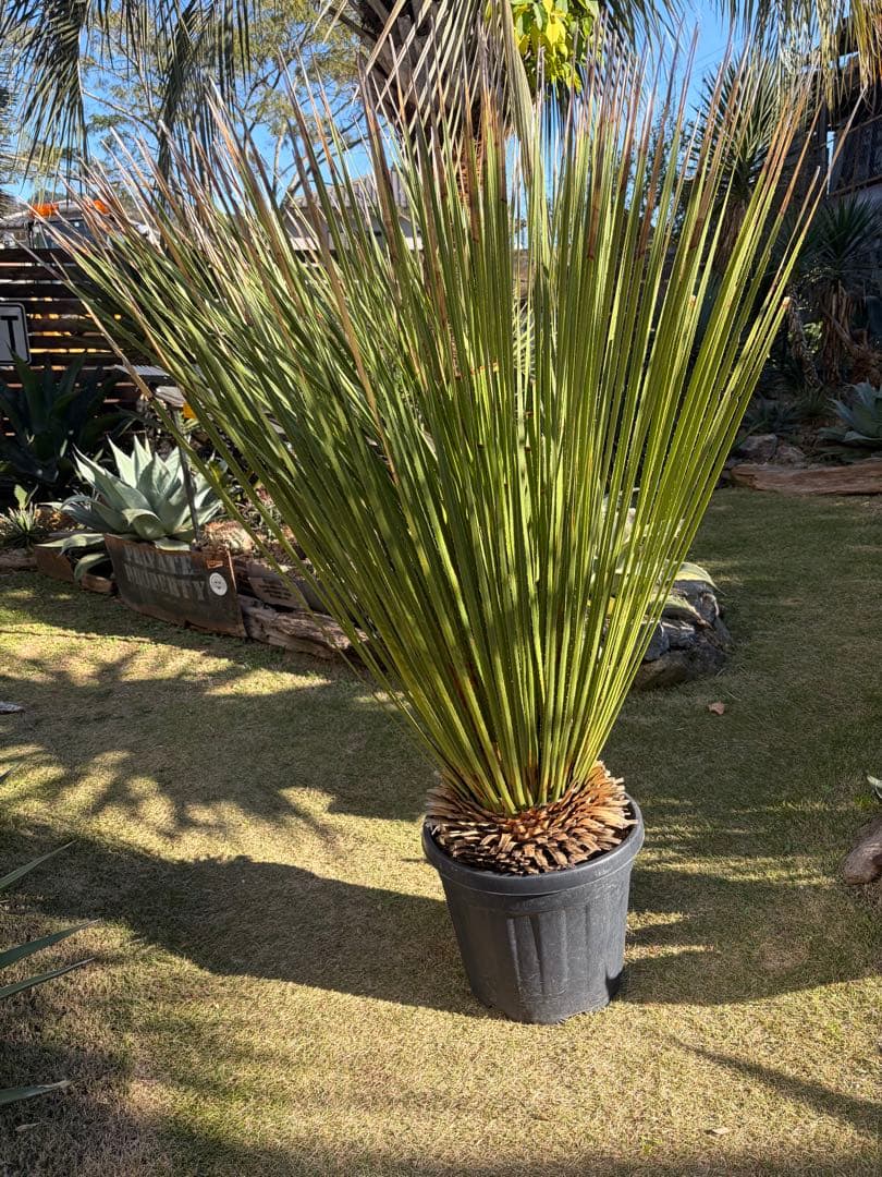 極耐寒性ダシリリオン　ミキワネンシス大株◇ドライガーデン多肉サボテン島アガベ南国