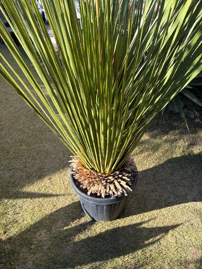 極耐寒性ダシリリオン　ミキワネンシス大株◇ドライガーデン多肉サボテン島アガベ南国