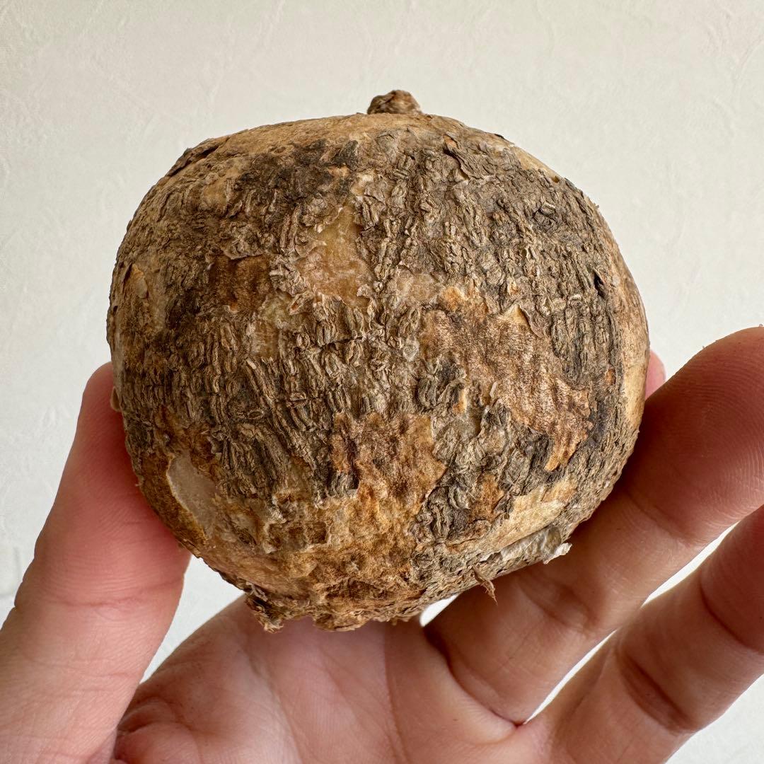 10.アデニア・オバタ 輸入直後ベアルート株　Adenia Ovata