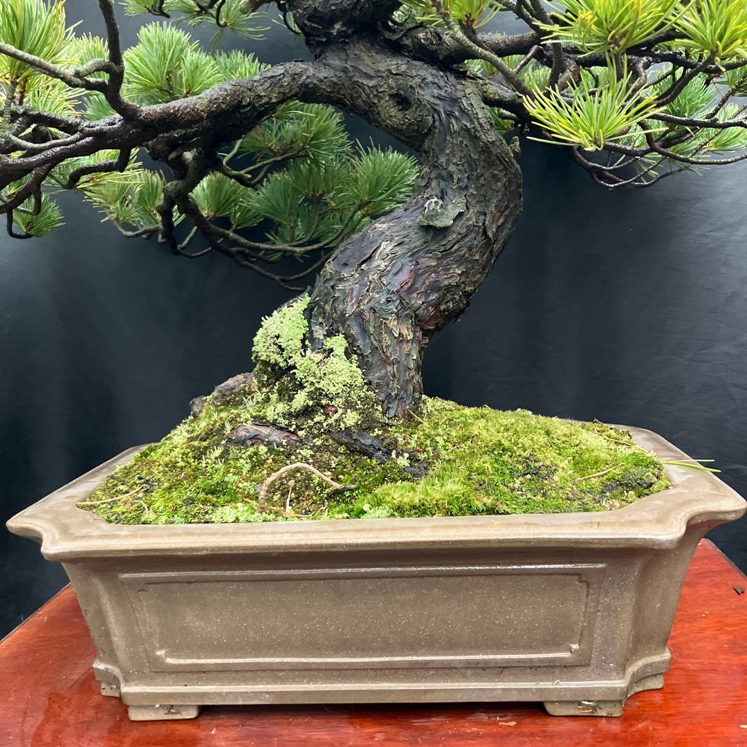 五葉松 盆栽