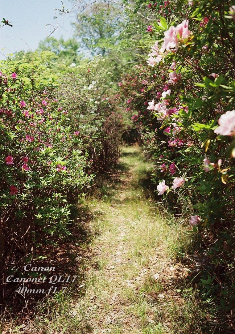 ★完動品＊美品＊初期保証★canon canonet ql17 ★作例多数！