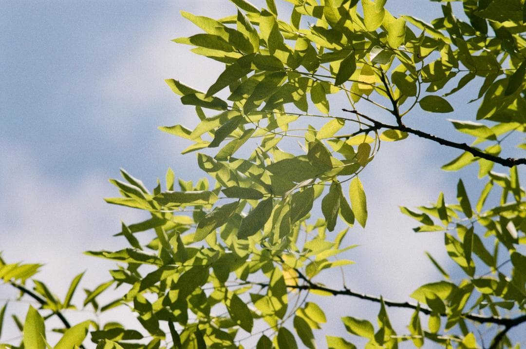 作例あり★フイルム実写OK／ボディ＋望遠レンズ PENTAX SP ペンタックス