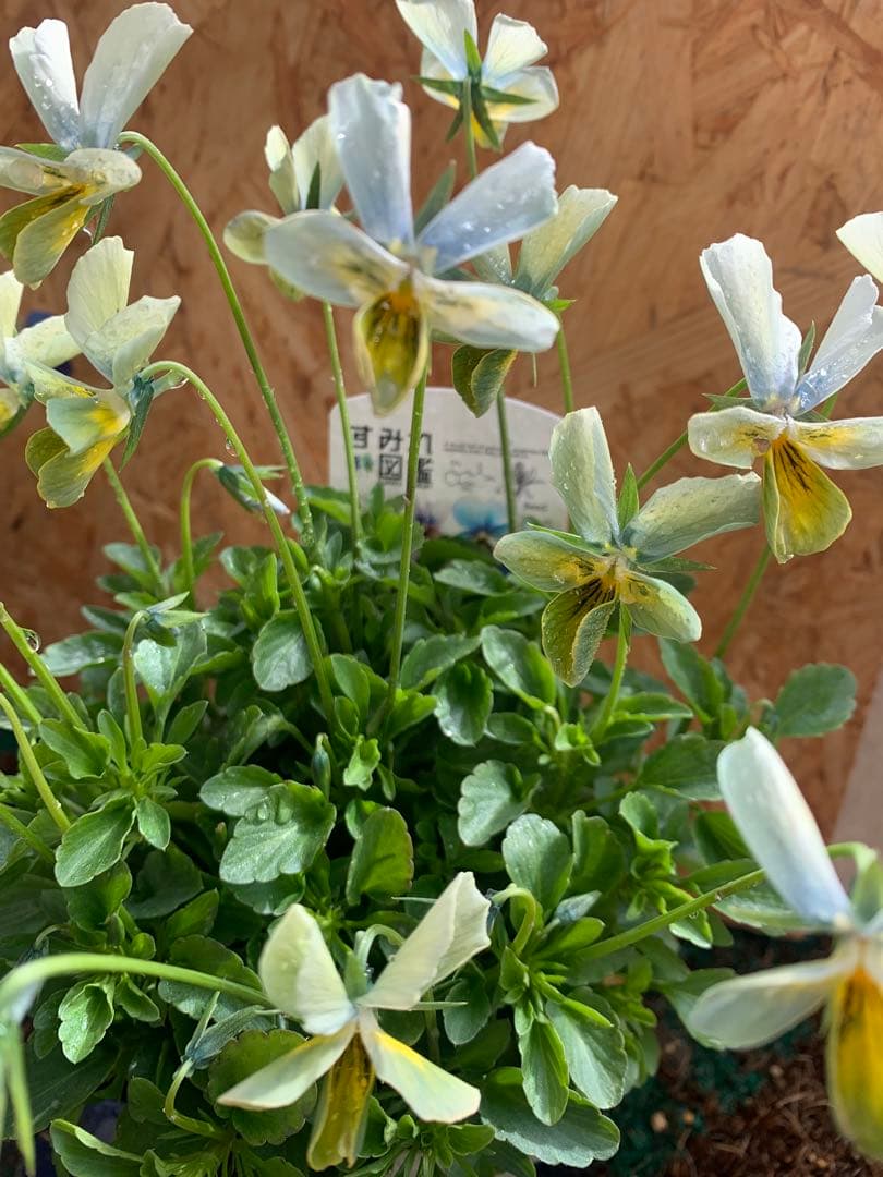 M*I様 パルプンテ　1苗 すみれ図鑑　1苗 shuta's selection