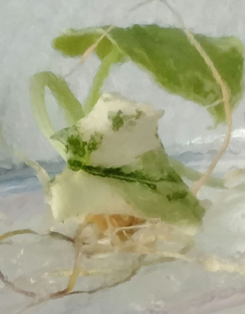 アロカシア メロ アルボ 斑入り Alocasia Melo var