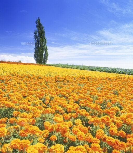 里芋の種、大量５００粒＋マリーゴールド花種＋全国匿名送料無料です