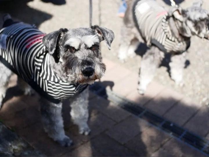 OLYMPUSやPanasonic対応！25mm F1.8単焦点レンズ！サード製