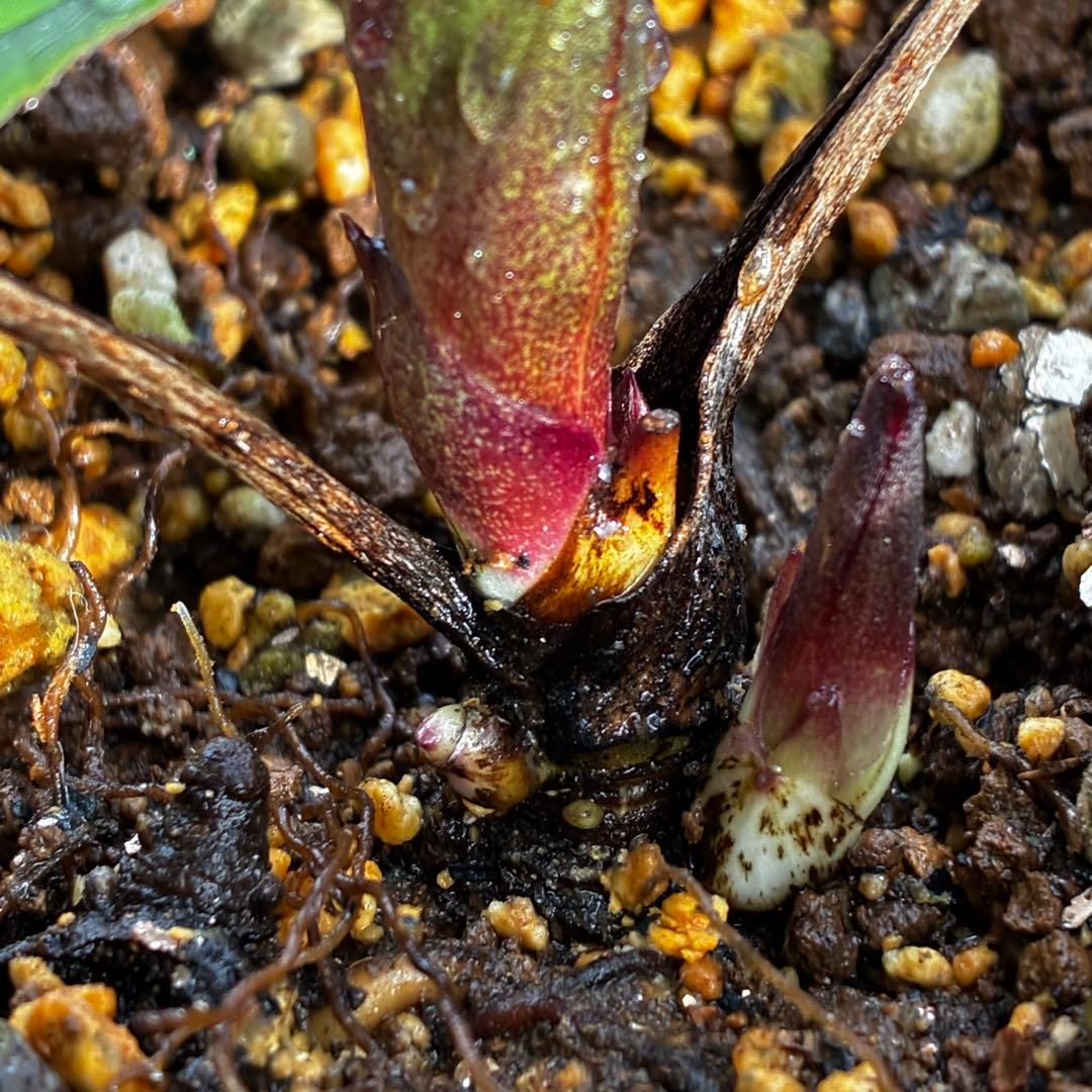 ラ*ク様 3577☘️蕾花付☘️極上☘️⭐️原生地採取⭐️croaticus⭐️