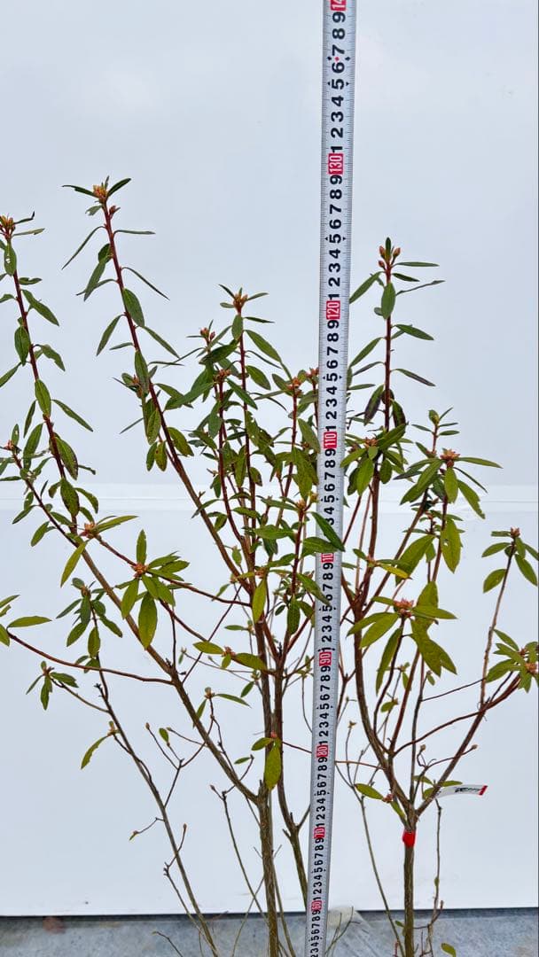 吉野ツツジ ヨシノツツジ 723 樹高1.3m位 吉野躑躅 ツツジ 半常緑低木