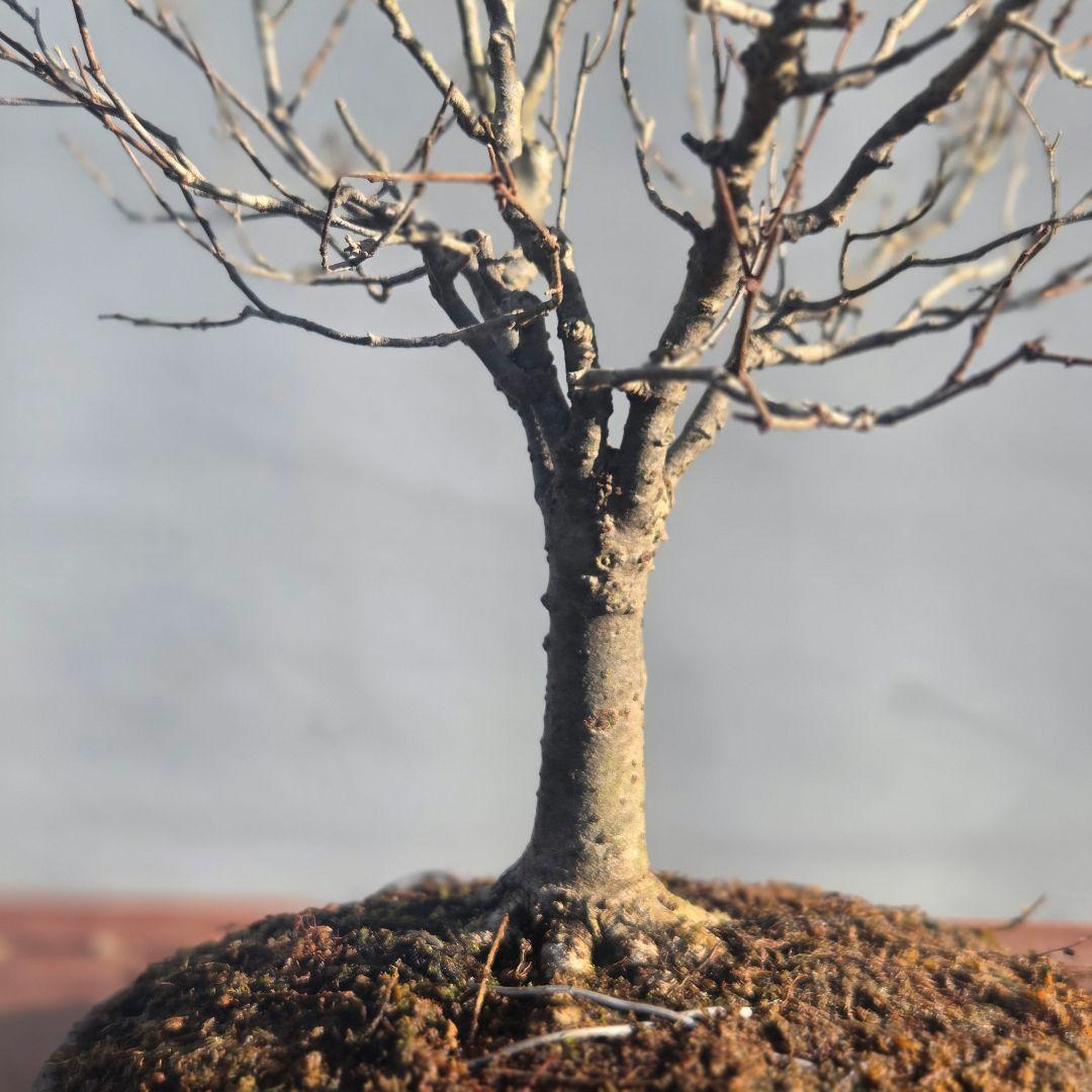 欅:　ケヤキ　[直幹]　貴風盆栽