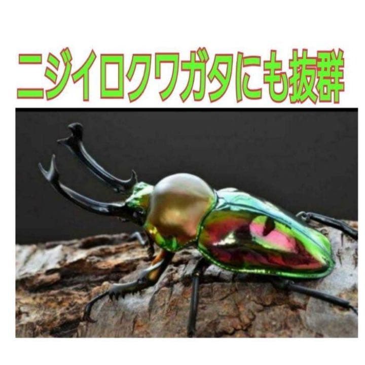 極上！ヒマラヤひらたけ菌糸瓶1500ml【7本】トレハロース、キトサン強化配合！
