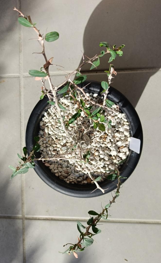 フォークイエリア コルムナリス 観峰玉　#7