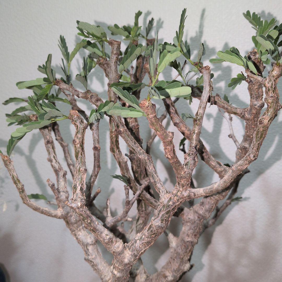 センナ　メリディオナリス　大株 （鉢付き)