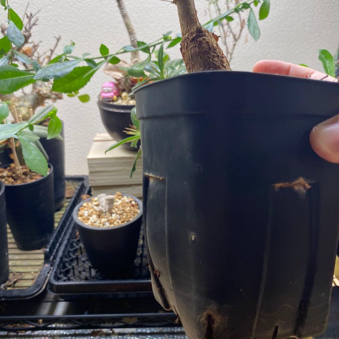 オペルクリカリア　ムルチジュガ　パワータンク　挿し木　パキプスより珍しい