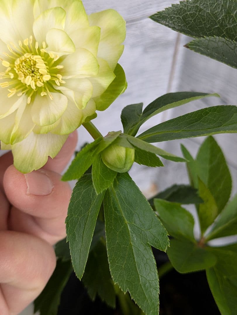 【現品・ポットまま発送】超希少　花付き　曽田園芸クリスマスローズ 利休⑤