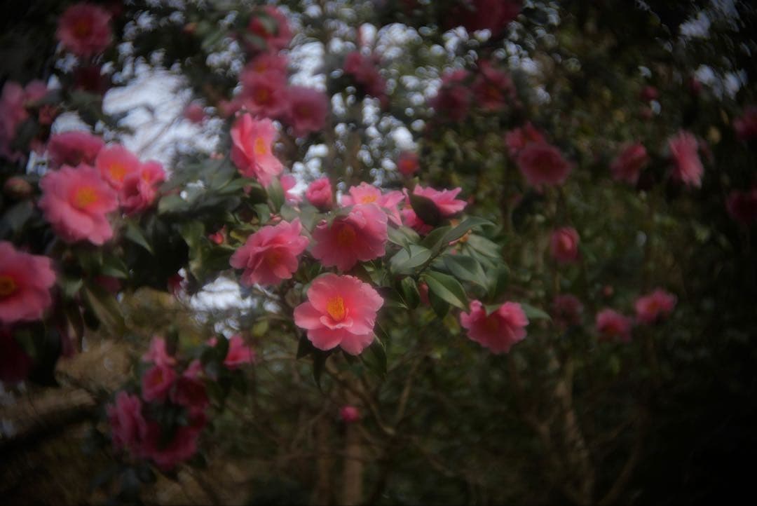 レンズ(単焦点) WOLLENSAK Cine-Velostigmat F1.5 1inch