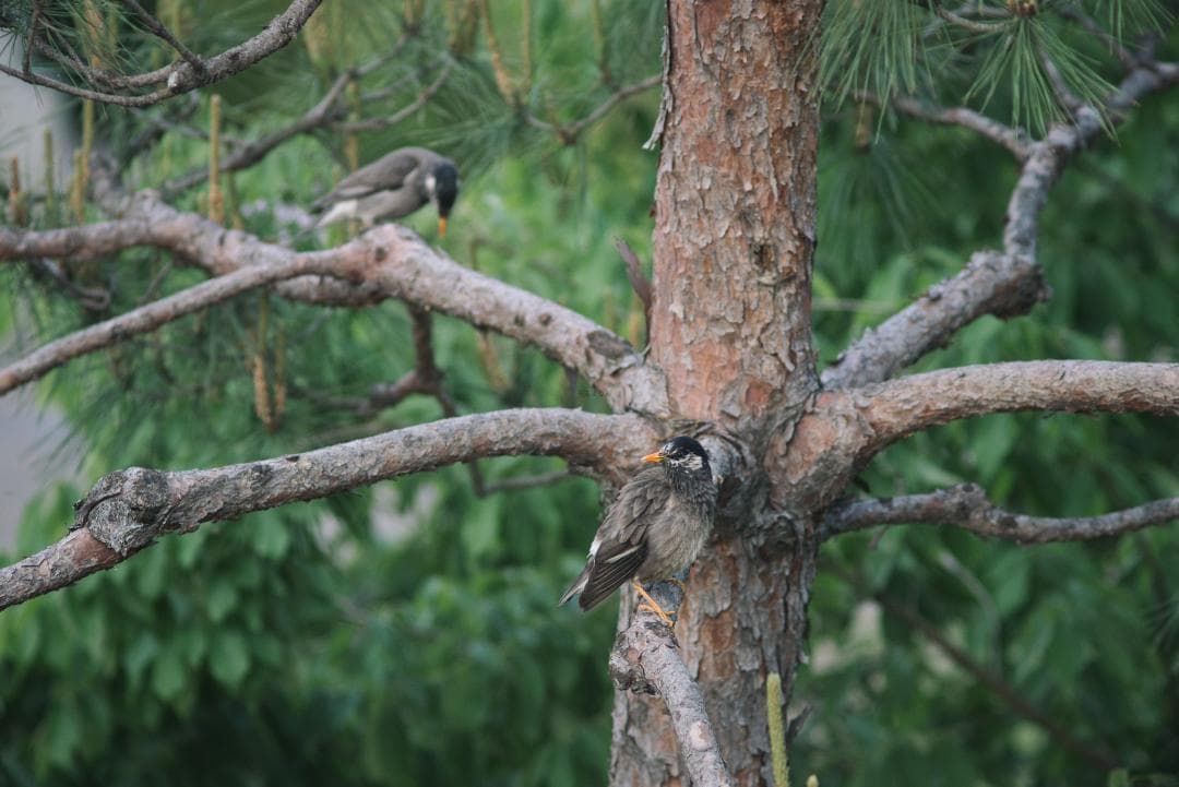 オールド望遠セット！CONTAX Sonnar 135mm＋2倍テレコン